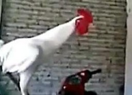 公鸡打鸣曲搞笑舞蹈