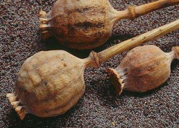 粟壳图片,传统中药材的神秘面纱