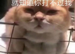 表情包耶斯莫拉,揭秘网络表情包的流行魅力